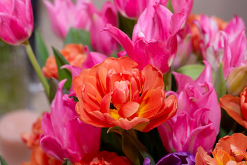 Orange tulip cultivar with many petals macro photography on a pink background of other tulips. 
