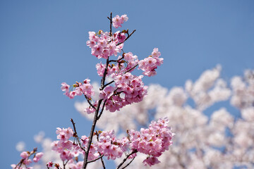 桜の競演　春の彩り