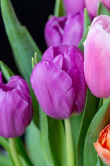 Beautiful bouquet of multicolored tulips close-up. Pink, orange, lilac blossoming spring flowers. 
