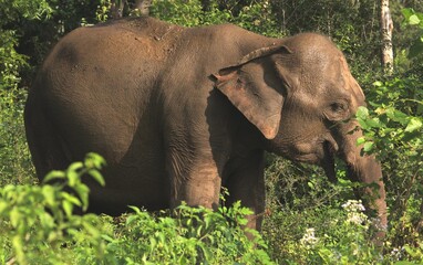 Fototapeta na wymiar Wet Wild Elephant with Nature Place