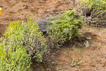 北海道中富良野町のラベンダー畑