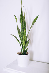 Green plant in white pot on white background. Home decoration assets