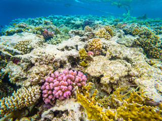 Naklejka na ściany i meble Colorful corals in Red Sea near Hurghada town in Egypt