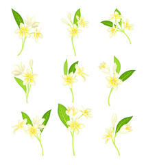 Frangipani or Plumeria White Flower with Green Leaf on Stem Vector Set