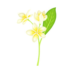 White Flower of Frangipani or Plumeria with Oval Petals and Lanceolate Leaf on Green Stem Vector Illustration