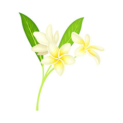White Flower of Frangipani or Plumeria with Oval Petals and Lanceolate Leaf on Green Stem Vector Illustration