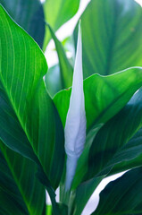 close up of leaves