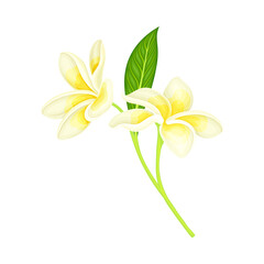 Plumeria or Frangipani Flower with White Oval Petals and Lanceolate Leaf Growing on Green Stem Vector Illustration