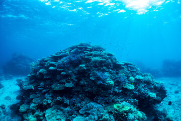 石垣島の美しい珊瑚
