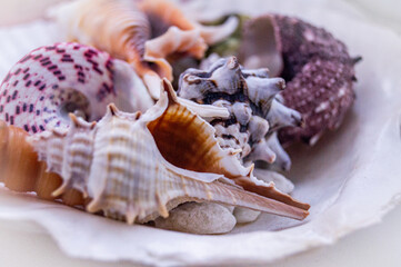 sea shells on a white