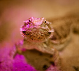 Close-up portrait of an iguana in crimson light