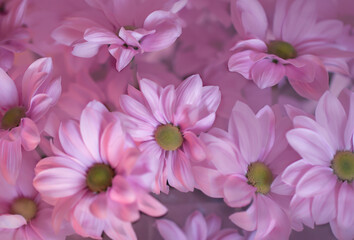 Pink chrysanthemum flowers close-up, beautiful floral background for a holiday feeling. Selective Focus.