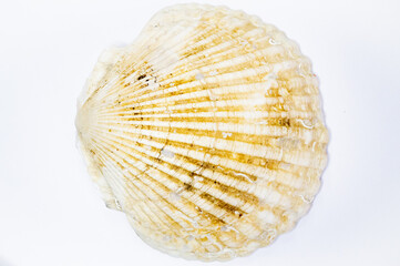 sea shell isolated on white