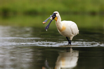 Eurasian spoonbill or common spoonbill (Platalea leucorodia) with a fish in its beak.A large white water bird with a fish in its beak on a green background.