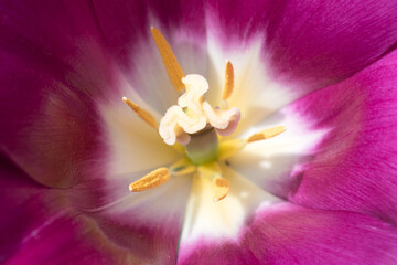 Colorful tulip. Top view. purple, pink flower. Soft selective focus, tulip close up, macro, shallow depth of field. Bright tulip photo background, greeting card.