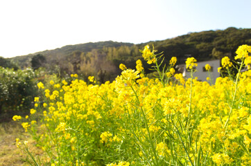 菜の花