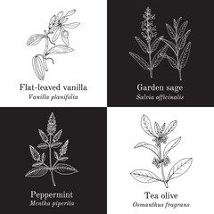 Fototapeta na wymiar Set of aromaric edible and medicinal plants