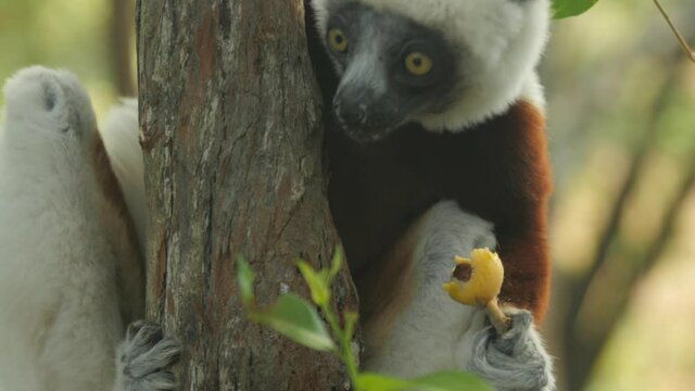 Coquerel's Sifaka Lemur hangs on a tree trunk in Madagascar, eating fruit