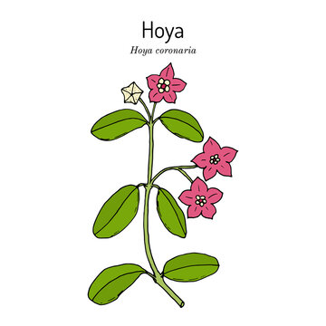 Hoya coronaria, medicinal plant