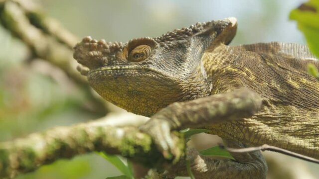 Closeup of Parson's Chameleon walks on tree branch