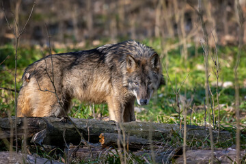 Wolf in the forest up close. Wild animal in the natural habitat