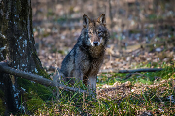 Naklejka na ściany i meble Wolf in the forest up close. Wild animal in the natural habitat