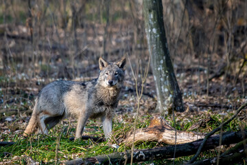 Wolf in the forest up close. Wild animal in the natural habitat