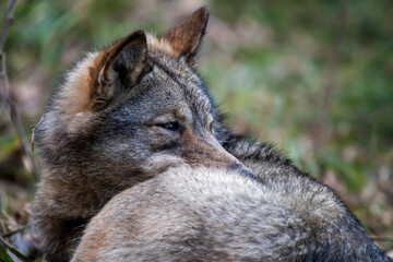 Fototapeta premium Wolf in the forest up close. Wild animal in the natural habitat