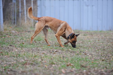 Service dogs on the territory of the cynological center.