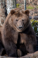 Fototapeta na wymiar Brown bear in the forest up close. Wild animal in the natural habitat