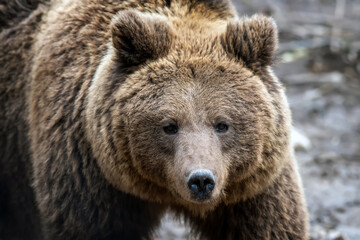 Fototapeta na wymiar Close-up brown bear portrait. Danger animal in nature habitat. Big mammal