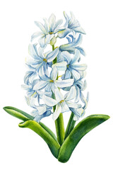 Watercolor White flower. Hyacinths on isolated background, botanical painting. set of floral design elements. 