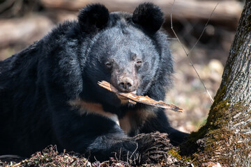 Asiatic black bear (Ursus thibetanus) in spring forest