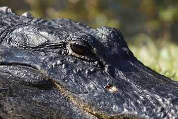 American alligator (Alligator mississippiensis) in National Park Everglades in Florida USA