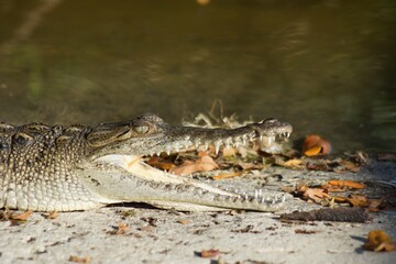 American alligator (Alligator mississippiensis) in National Park Everglades in Florida USA