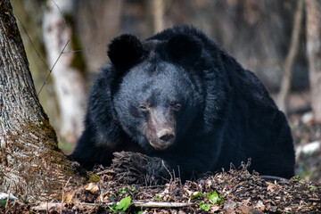 Asiatic black bear (Ursus thibetanus) in spring forest