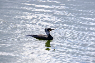 Great cormorant6