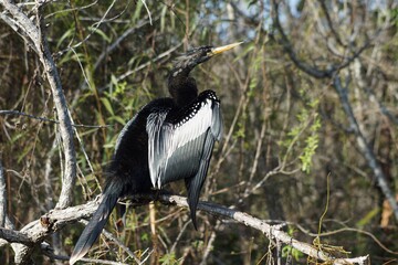 Anhinga in National Park Everglades in Florida USA