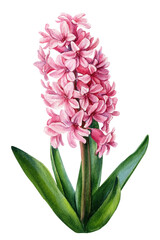 Watercolor flower. Pink hyacinths on isolated white background, botanical painting. 