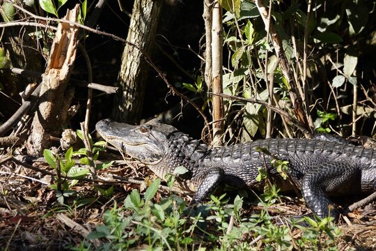 American alligator (Alligator mississippiensis) in National Park Everglades in Florida USA