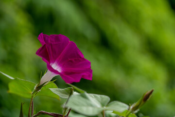 ピンク色のアサガオを森背景で撮影