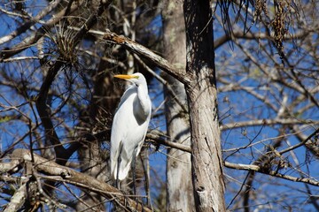 Great egret (Ardea alba) in National Park Everglades Florida USA