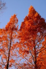 autumn leaves in a park