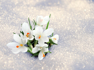 Beautiful spring crocus flowers growing through snow outdoors