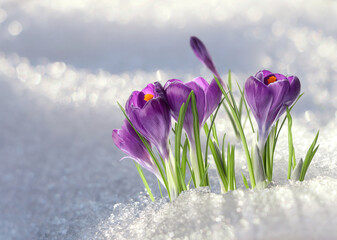 Fototapeta na wymiar Beautiful spring crocus flowers growing through snow outdoors