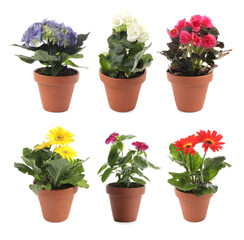 Collection of beautiful flowers in pots on white background