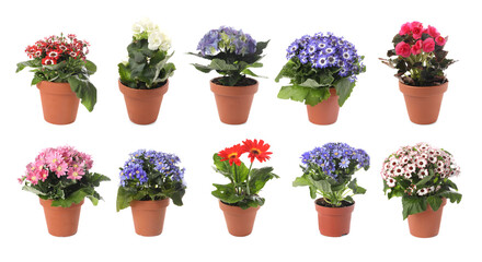 Collection of beautiful flowers in pots on white background. Banner design