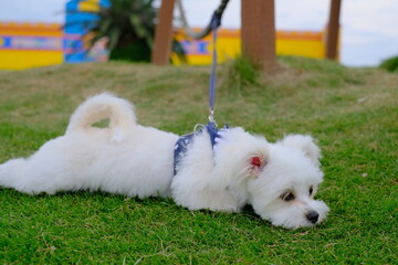 a white puppy