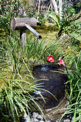 祇王寺　庭園の蹲　京都市奥嵯峨