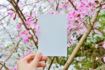 桃色のオカメザクラの花の枝と手に持った長方形のタイトルフレームのモックアップ